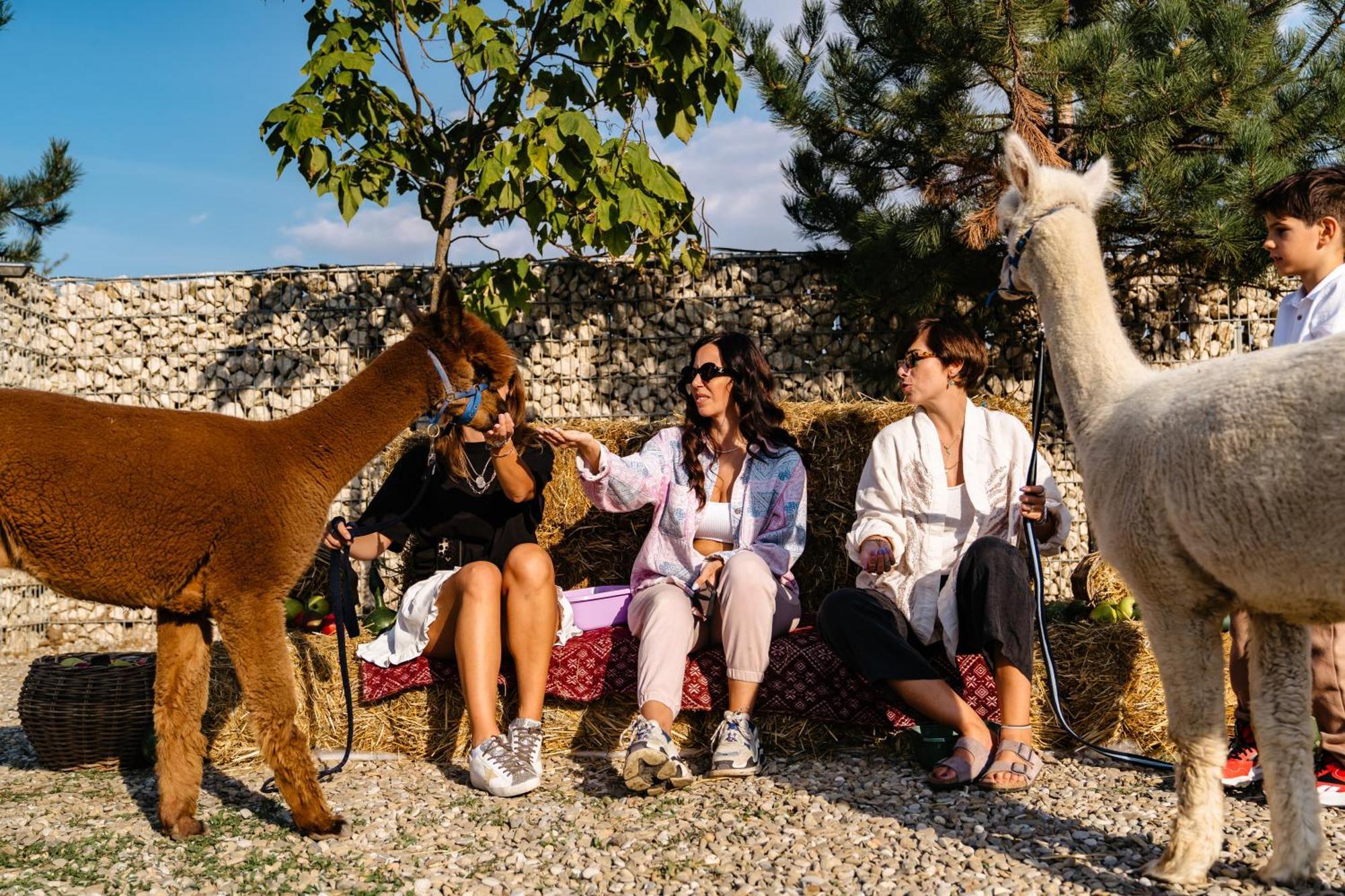 Hotel The Tribe Alpaca Retreat Branesti Exteriér fotografie