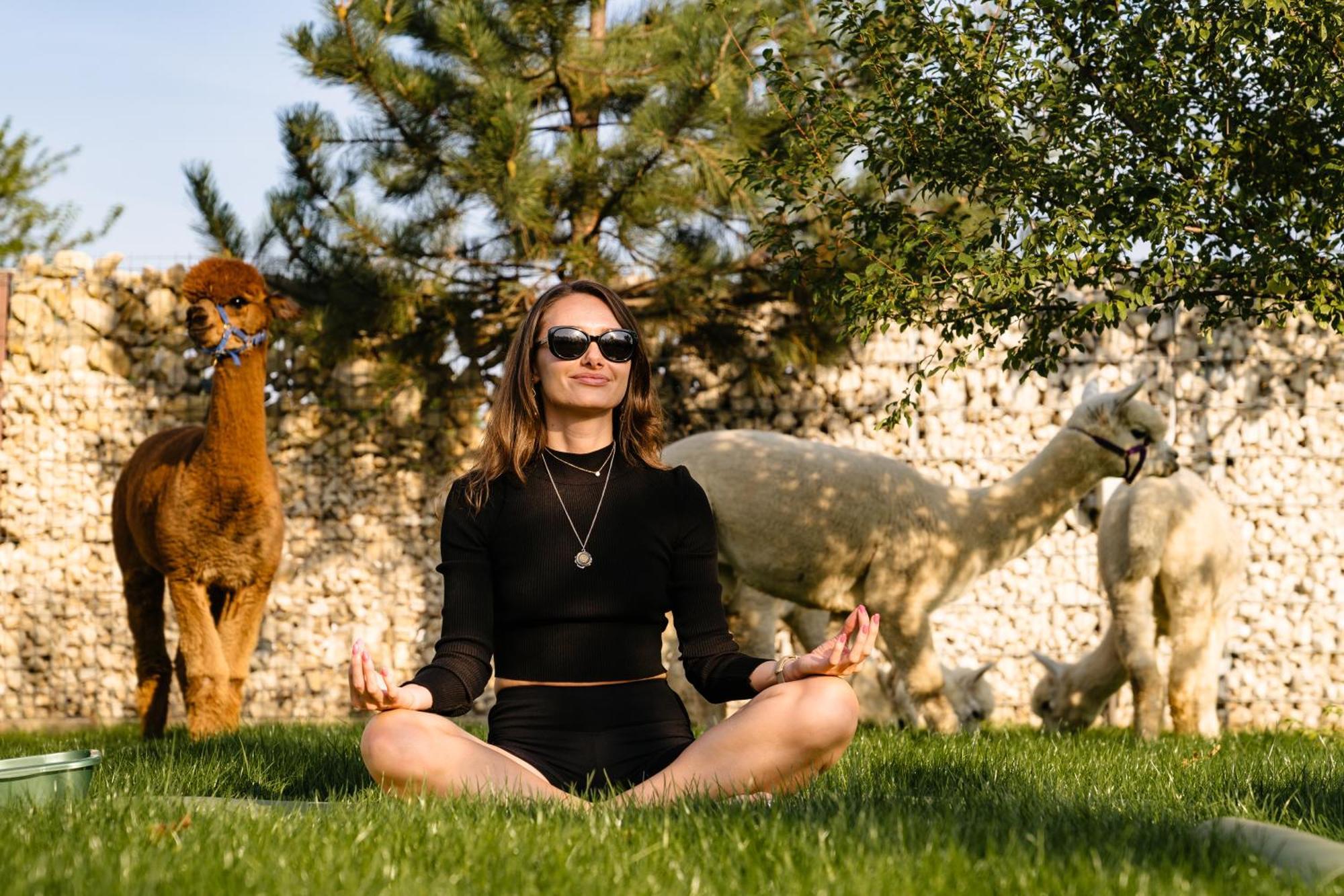 Hotel The Tribe Alpaca Retreat Branesti Exteriér fotografie