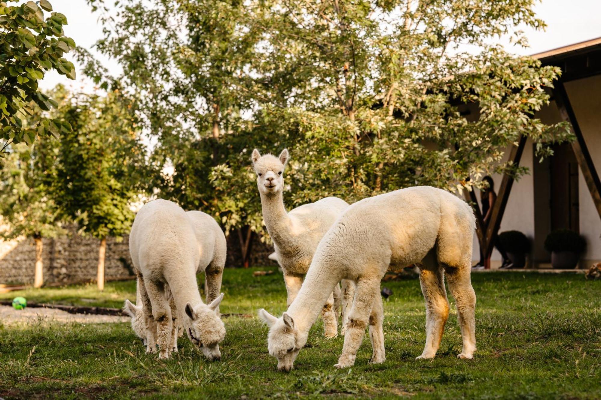 Hotel The Tribe Alpaca Retreat Branesti Exteriér fotografie