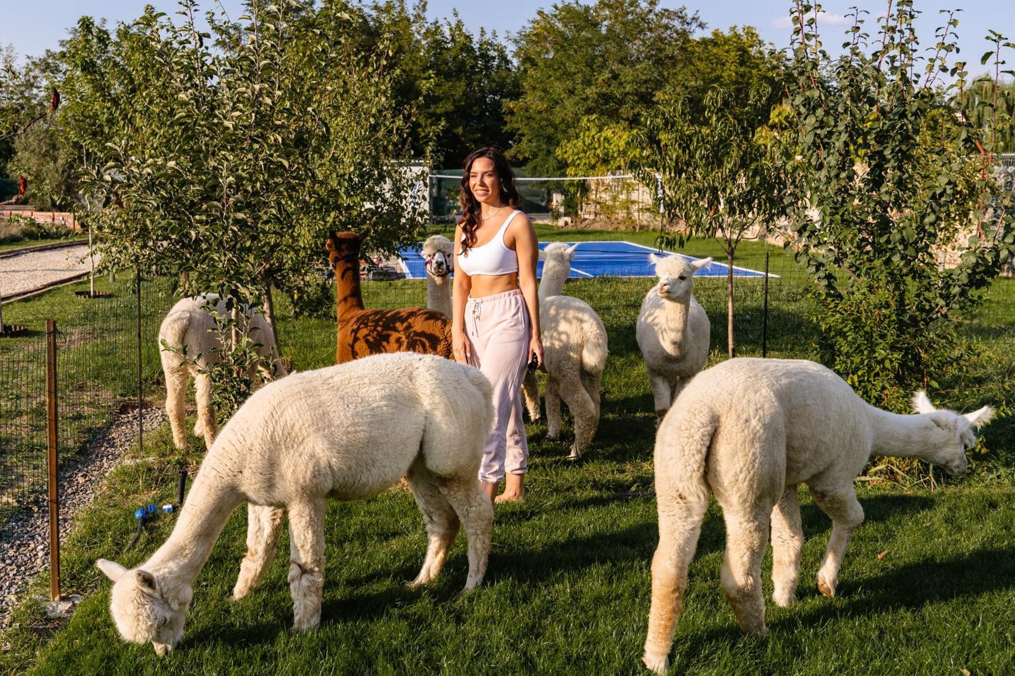 Hotel The Tribe Alpaca Retreat Branesti Exteriér fotografie